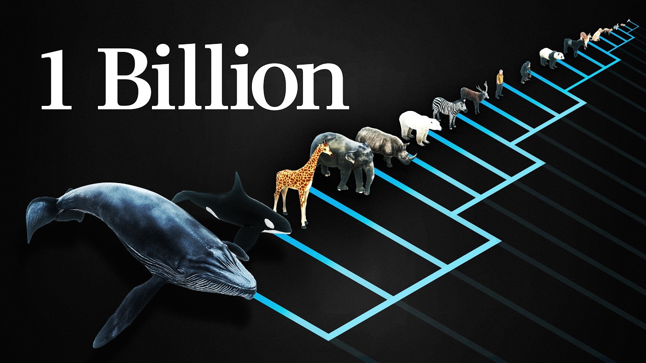 Why does every mammal get 1 billion heartbeats in their life? (YouTube thumbnail)